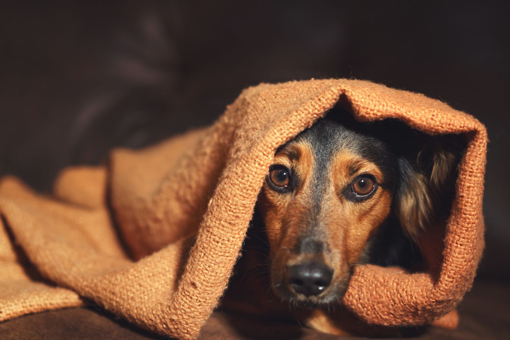 Estrés y Ansiedad en Mascotas por Viaje: Soluciones Efectivas