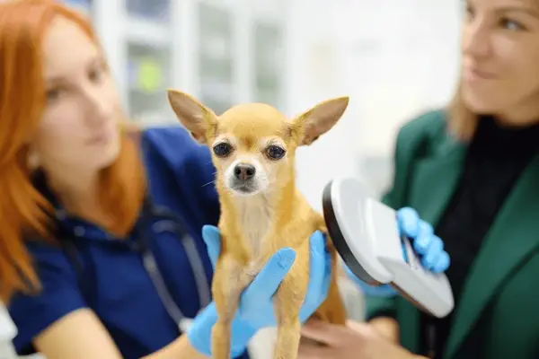 Microchip Obligatorio para Mascotas: Identificación Legal y Cómo Registrarlo