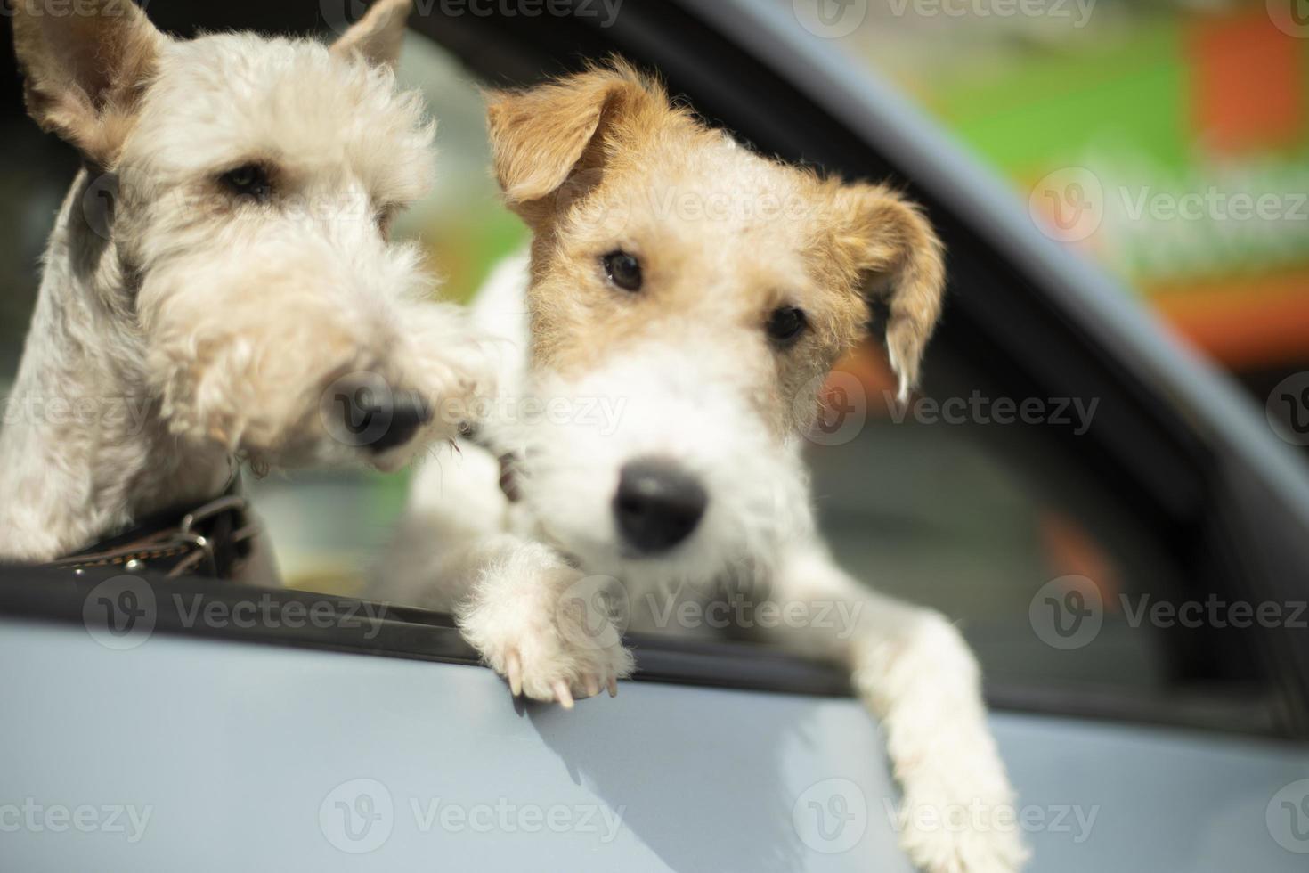 Seguridad de Mascotas en Transporte: Medidas de Protección Máxima