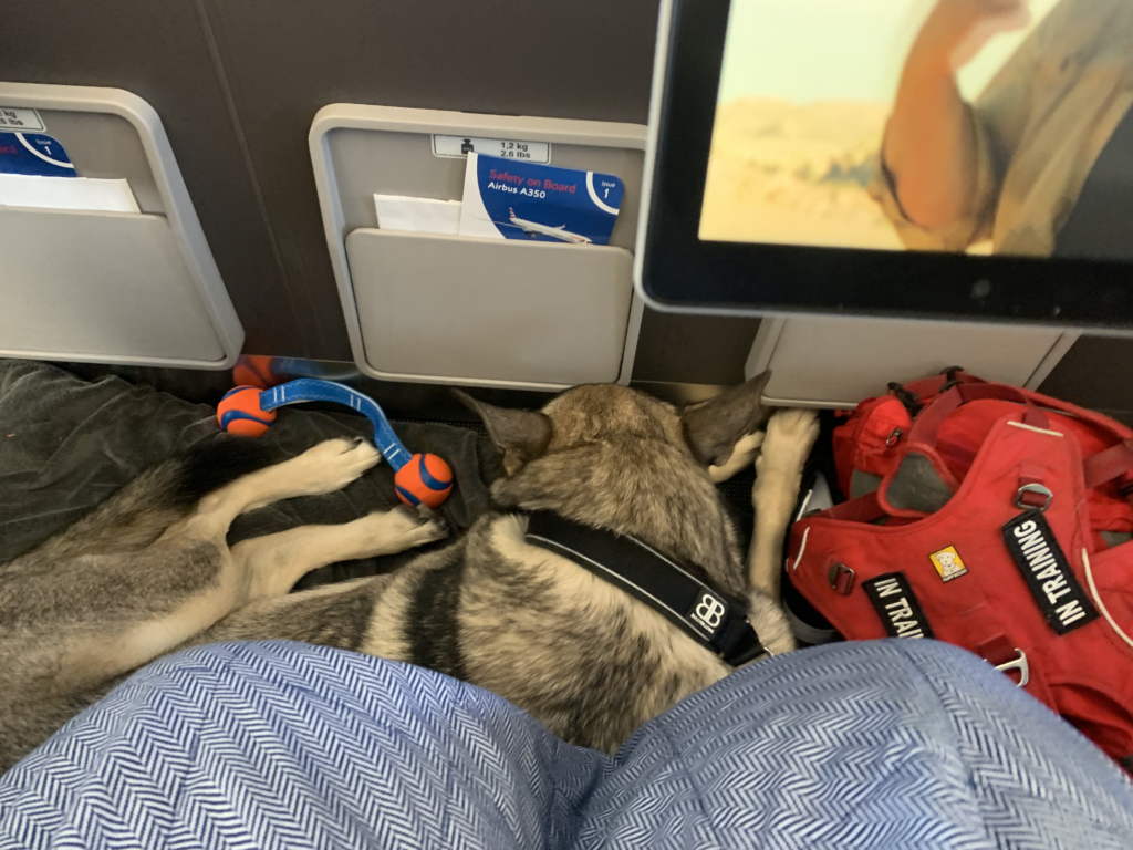 Transporte de Mascotas Internacional: Guía Completa para Viajar Seguro