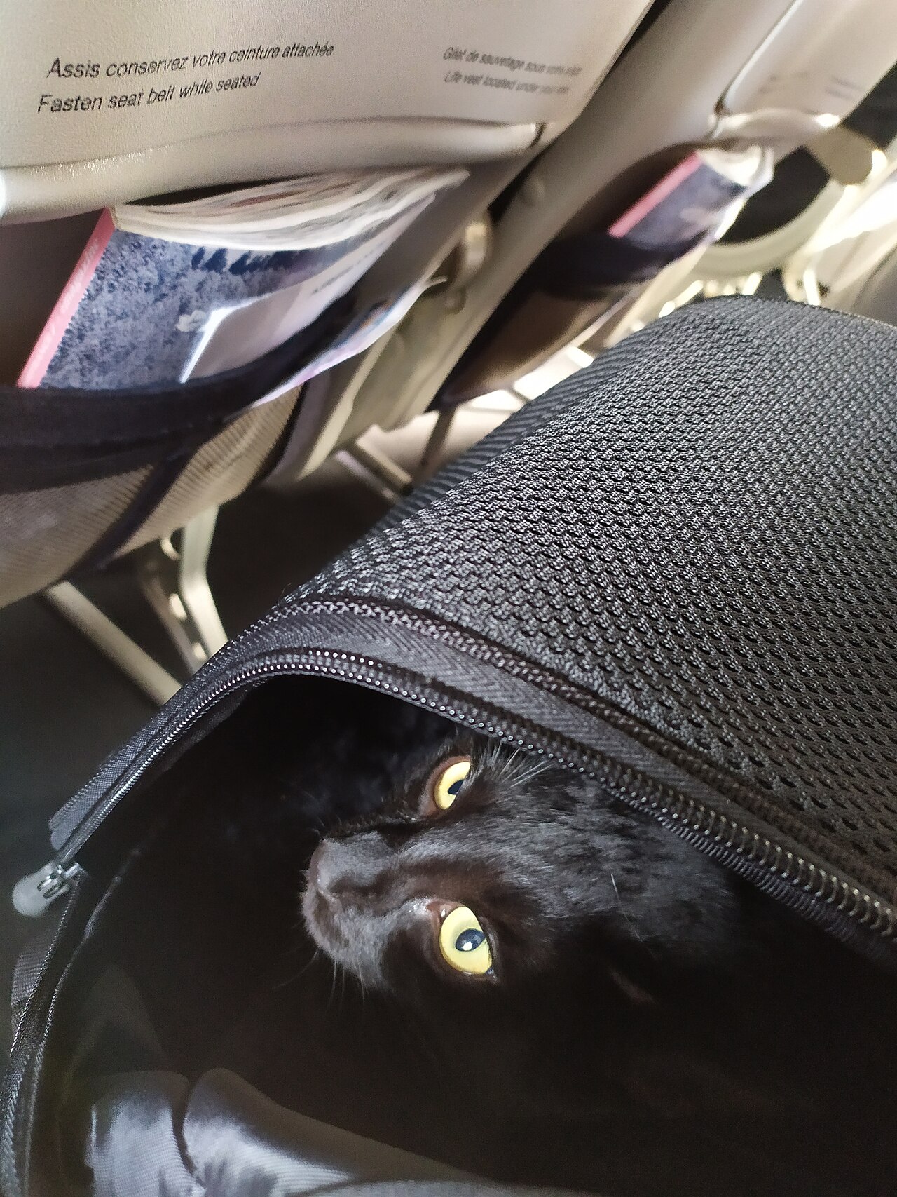 Transporte de Gatos en Vuelos Internacionales: Todo lo que Debes Saber