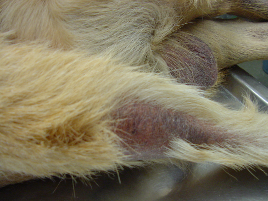 Trámites SENASA para Exportar Mascotas desde Argentina: Guía Oficial