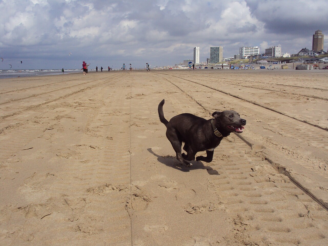 Viajar con Mascotas a Uruguay: Requisitos, Documentación y Consejos