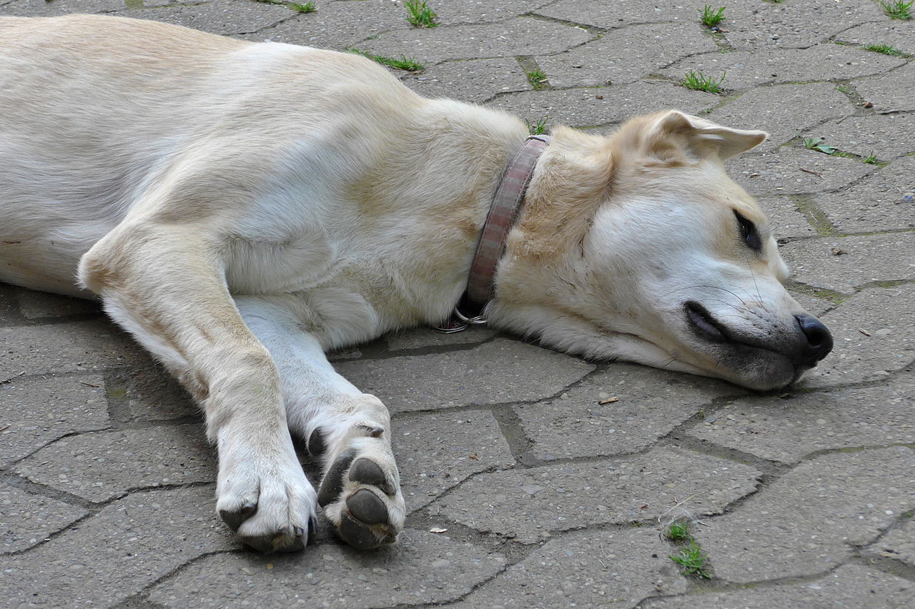 Mascotas Rescatadas: Cómo Trasladarlas Legalmente al Exterior