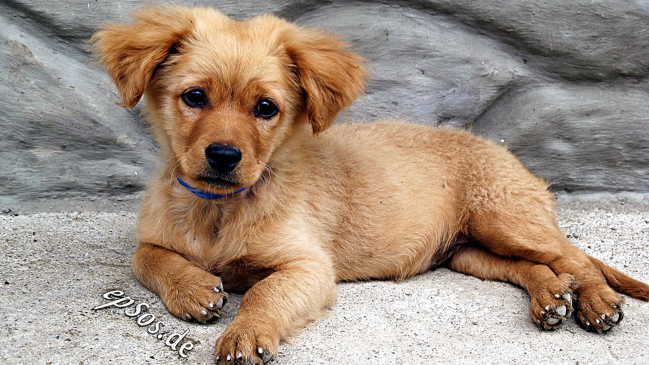 Los 10 Errores Más Comunes al Transportar Mascotas Internacionalmente